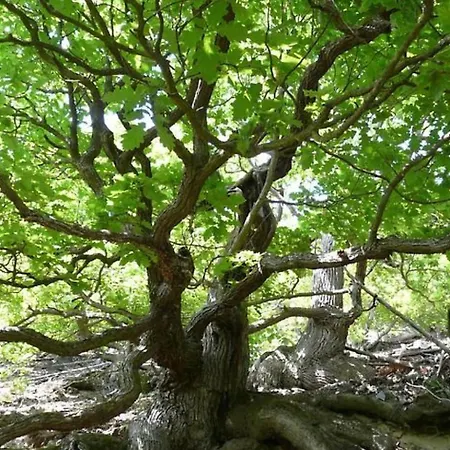 Mit Liebe Ausgestattetes Haus Im Naturpark By Interhome Vöhl
