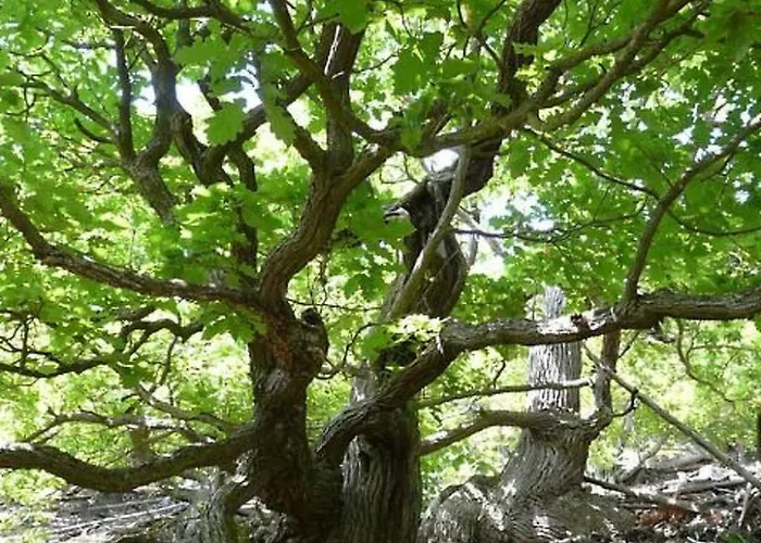 Mit Liebe Ausgestattetes Haus Im Naturpark By Interhome Vöhl